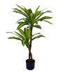 110cm Dracaena Fragrans