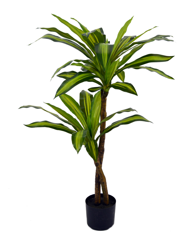 110cm Dracaena Fragrans