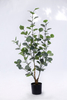 90cm Eucalyptus