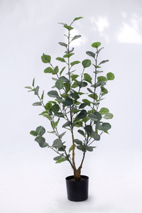 90cm Eucalyptus