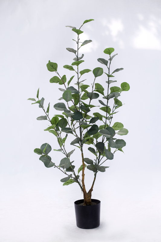 90cm Eucalyptus