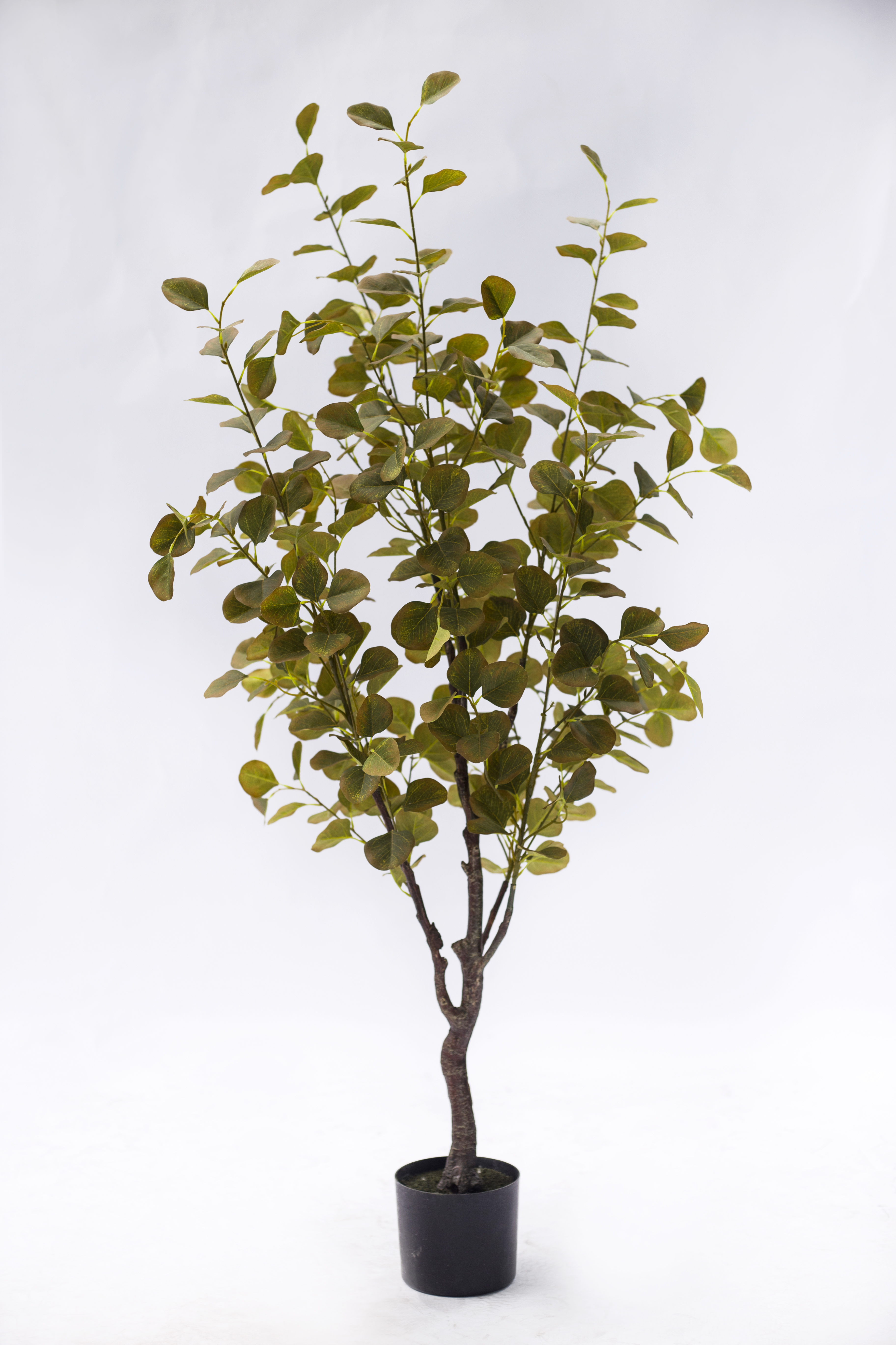 150cm Eucalyptus