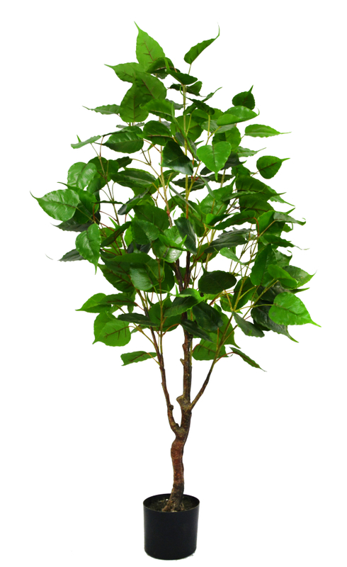 140cm Silver Birch