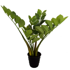42cm Zamiifolia