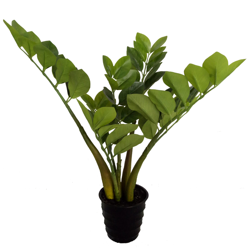 42cm Zamiifolia