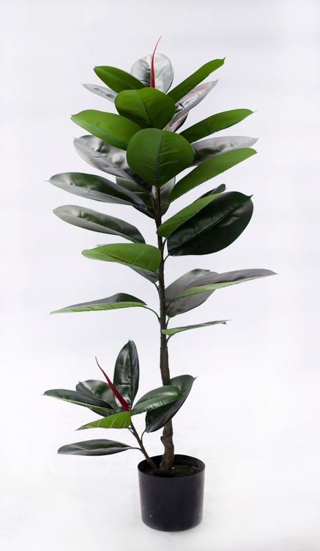 110cm Rubber Plant