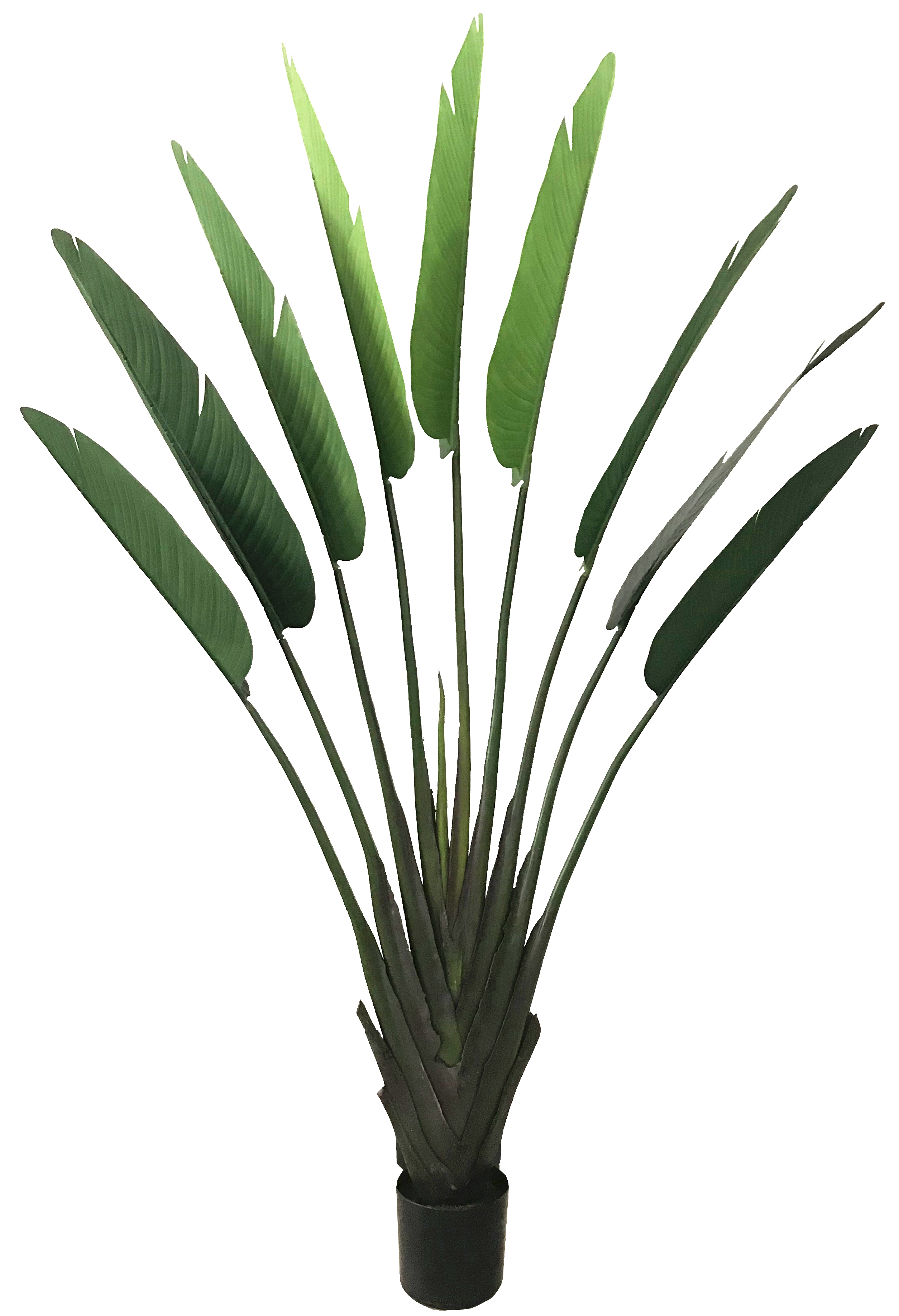 190cm M Banana Tree