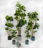 200cm Aralia Fabian