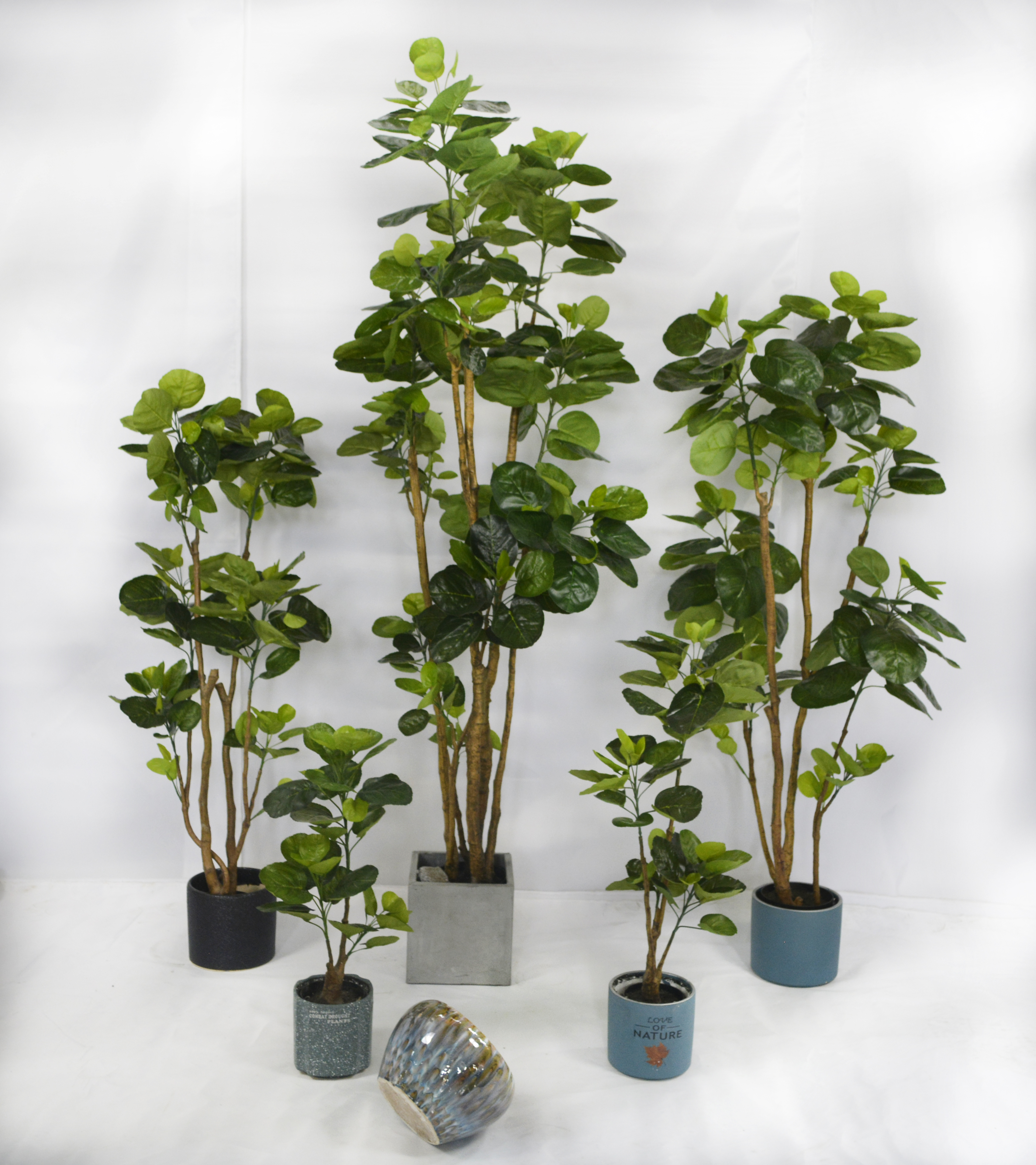200cm Aralia Fabian