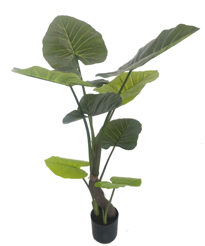 125cm Giant Taro
