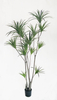 M 250cm Dracaena