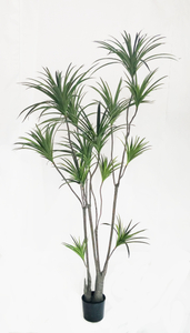 M 250cm Dracaena