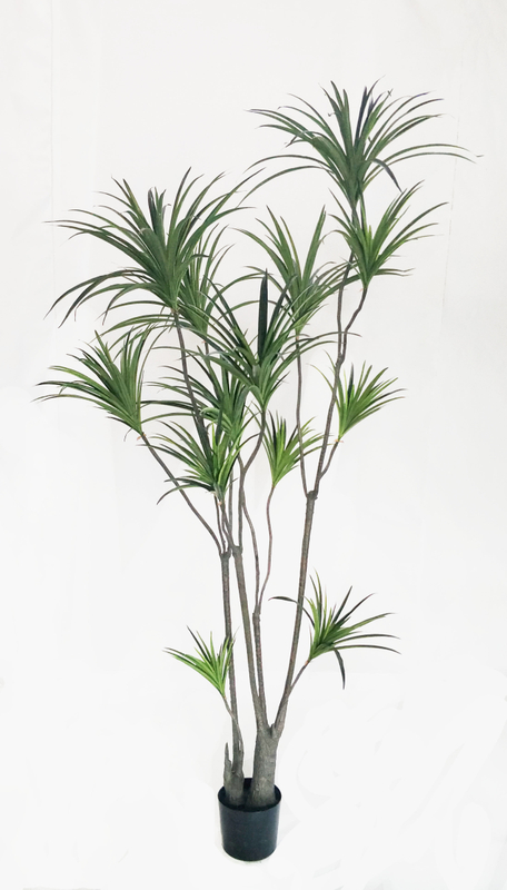 M 250cm Dracaena