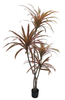 185cm Wide Dracaena