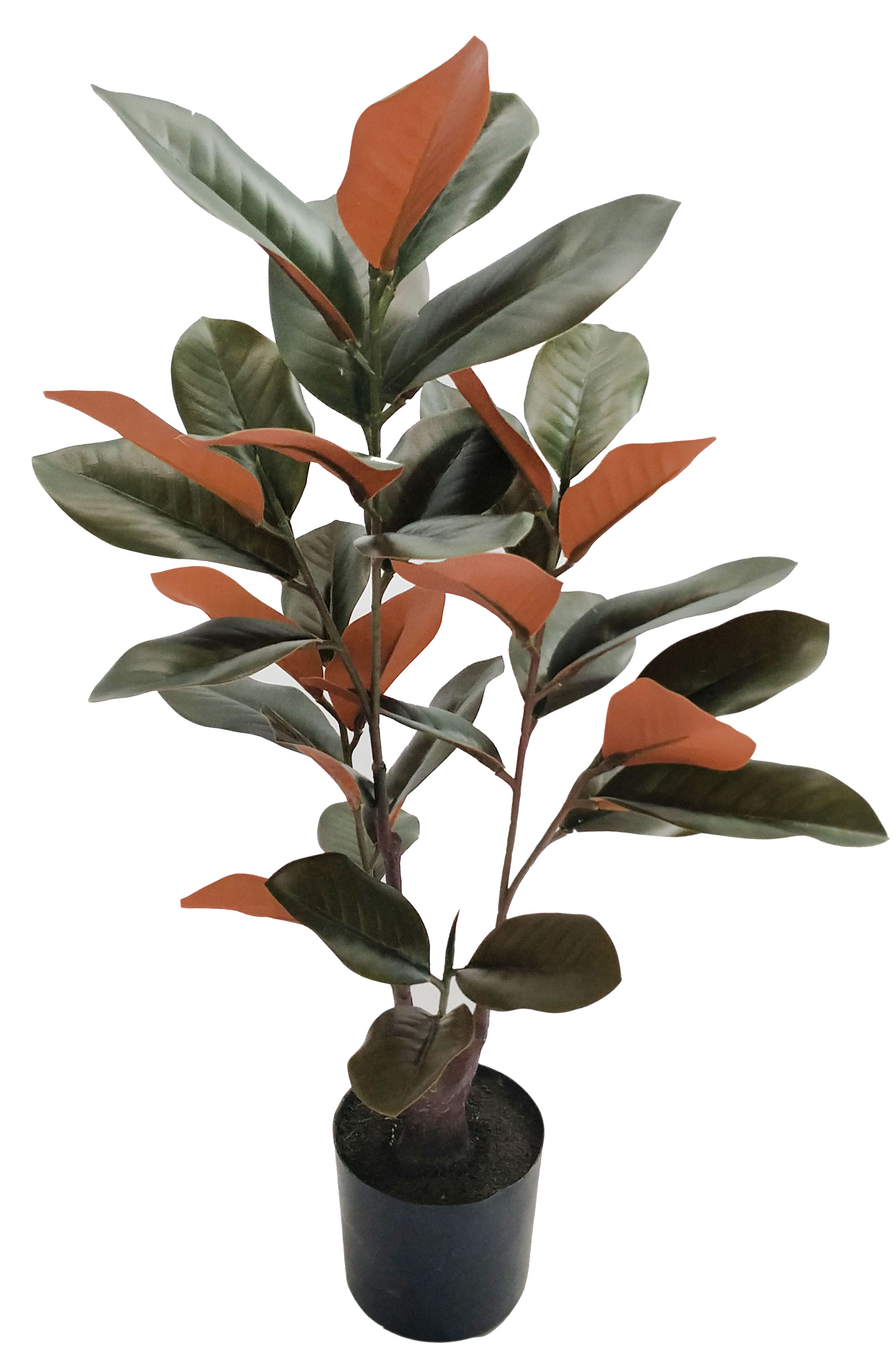 75cm Magnolia Tree