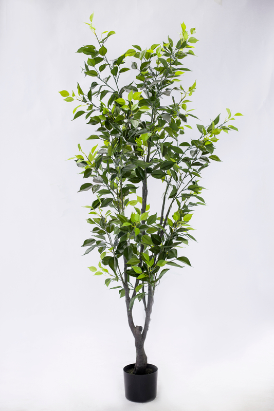 170cm Ficus