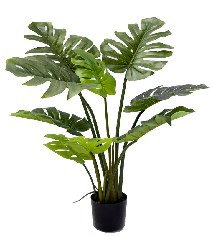 90cm Monstera Plant