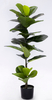 110cm Fiddle Tree
