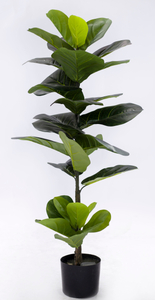 110cm Fiddle Tree