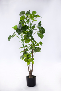 90cm Aralia Fabian