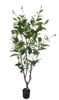 180cm Magnolia
