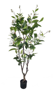 180cm Magnolia