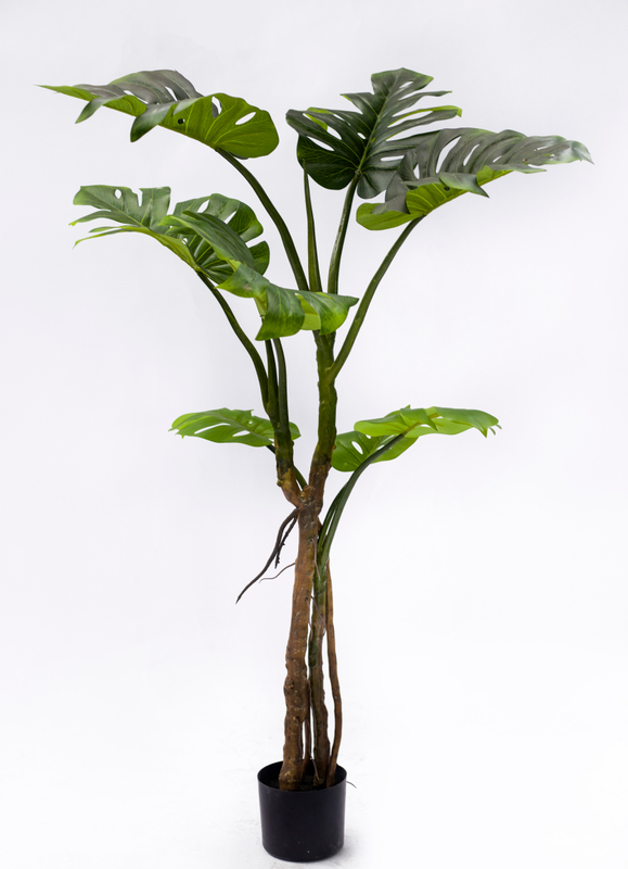 130cm Monstera Plant