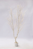 190cm White Plant