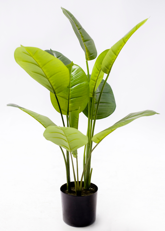 70cm Scindapsus