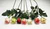 Rosebud