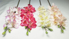 Cymbidium