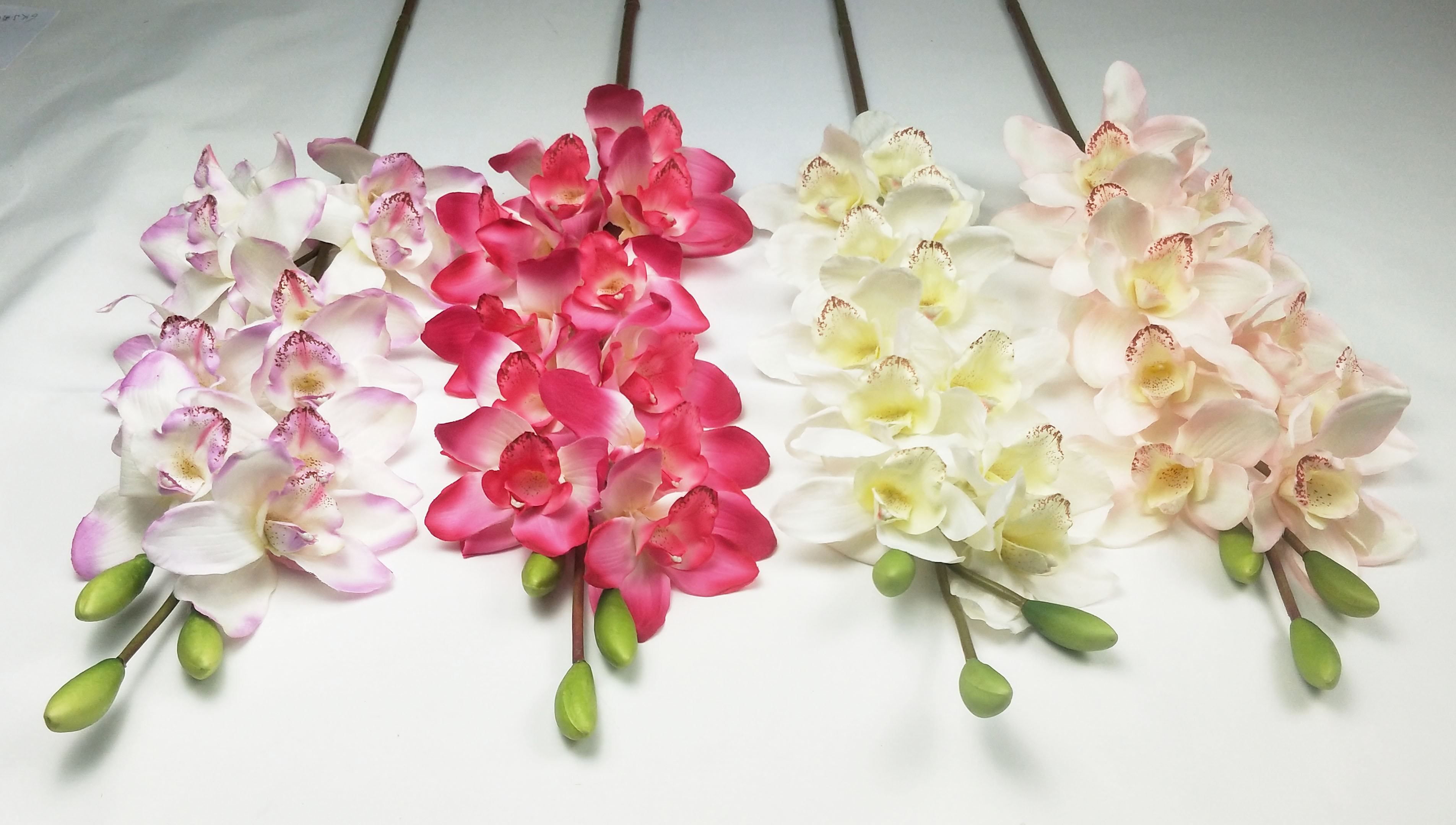 Cymbidium