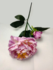 Peony-2T