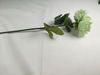 Single peony