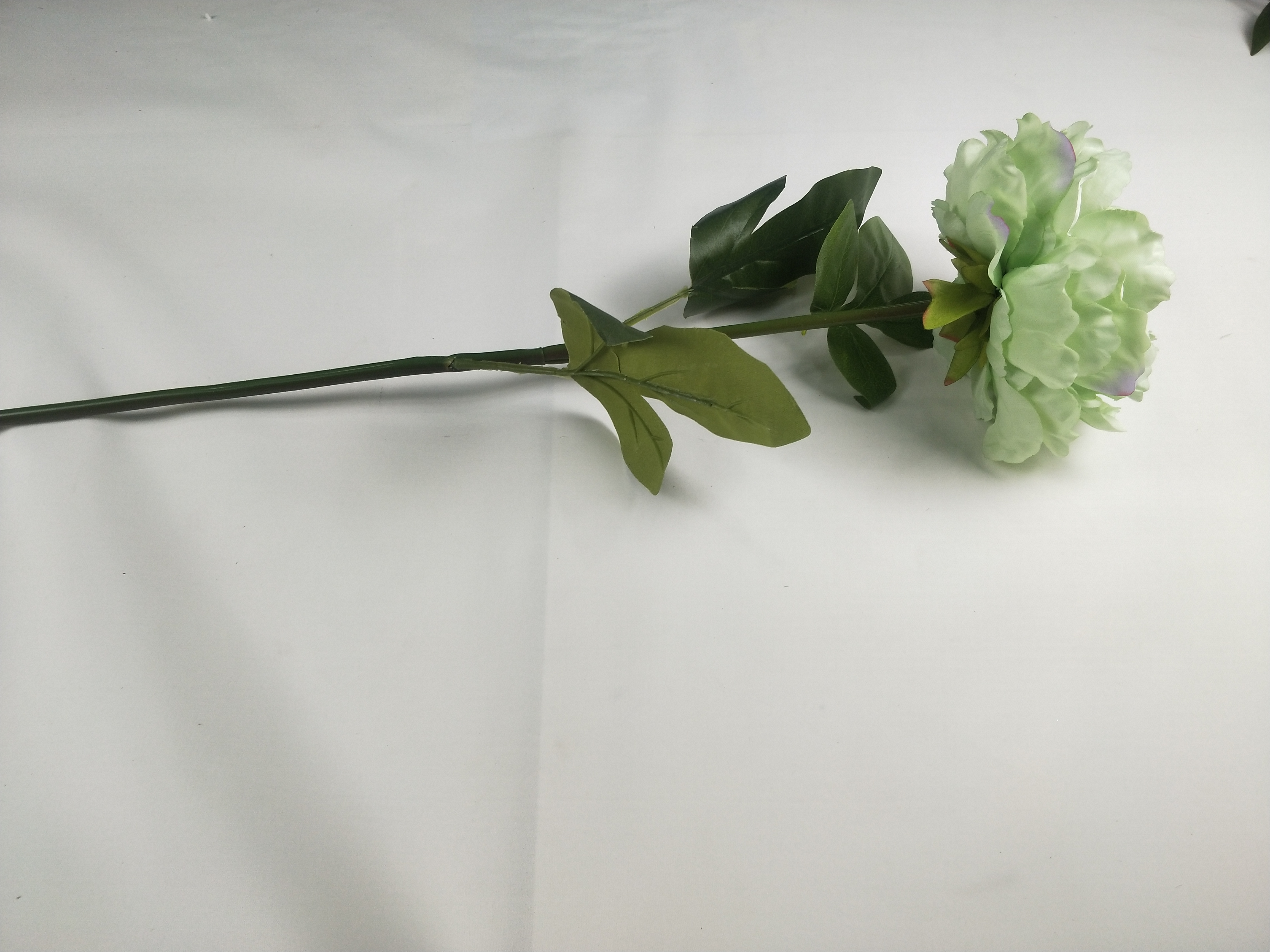 Single peony