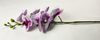 Big orchid-7T