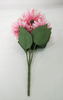 Chrysanthemum the beam-7T