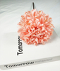 Chrysanthemum ball