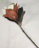 Single magnolia-1T