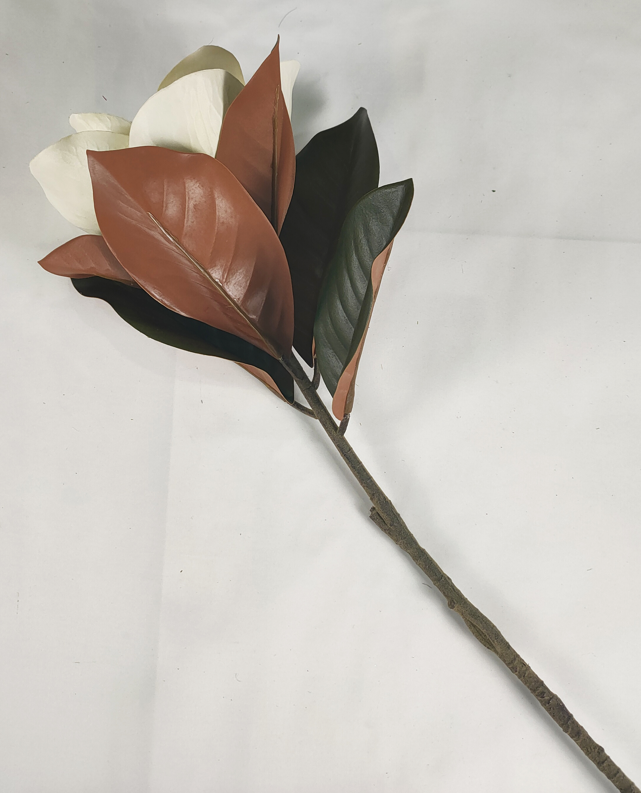 Single magnolia-1T