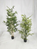 210cm Bamboo