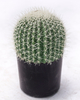 30cm Ball Cactus