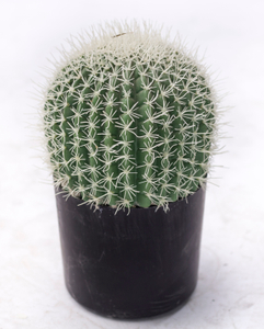 30cm Ball Cactus