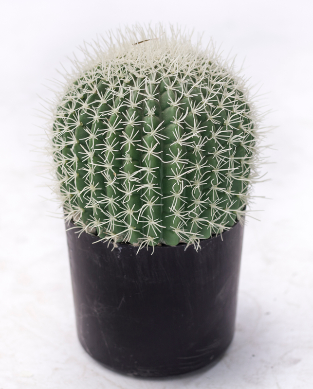 30cm Ball Cactus